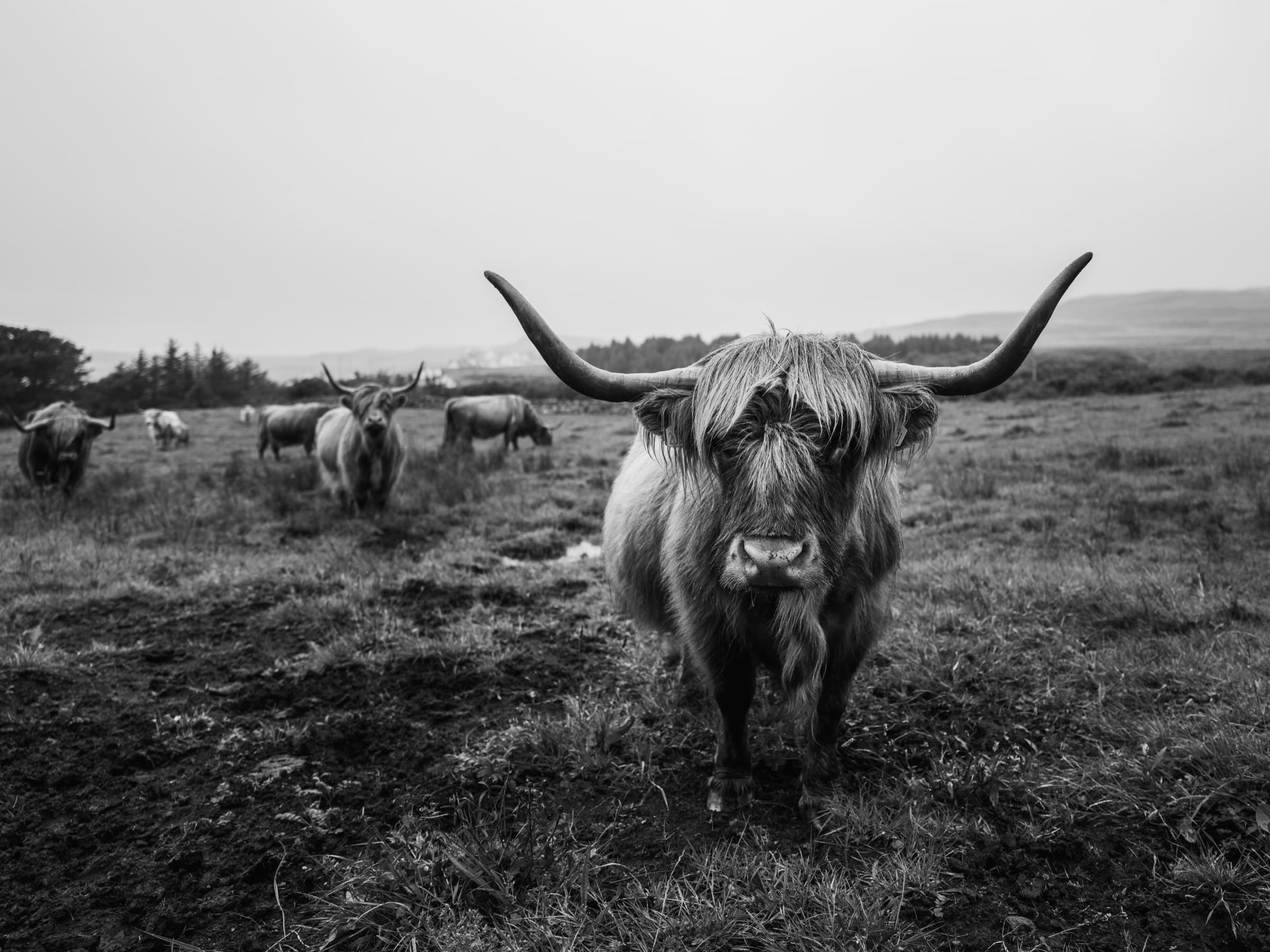 Highland cow